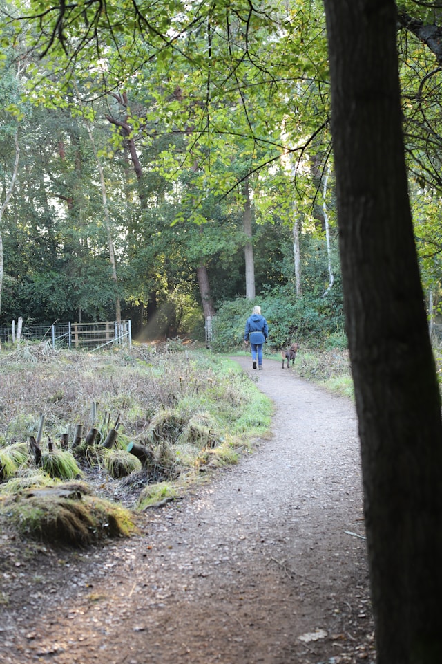 person walking in park nature path sunlight